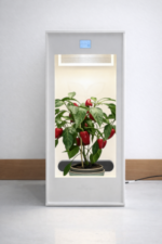 Minigrow offen mit Paprika innen